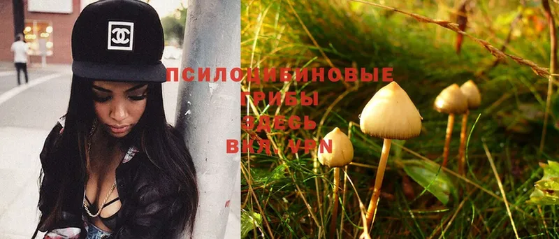 где можно купить наркотик  Палласовка  Галлюциногенные грибы MAGIC MUSHROOMS 